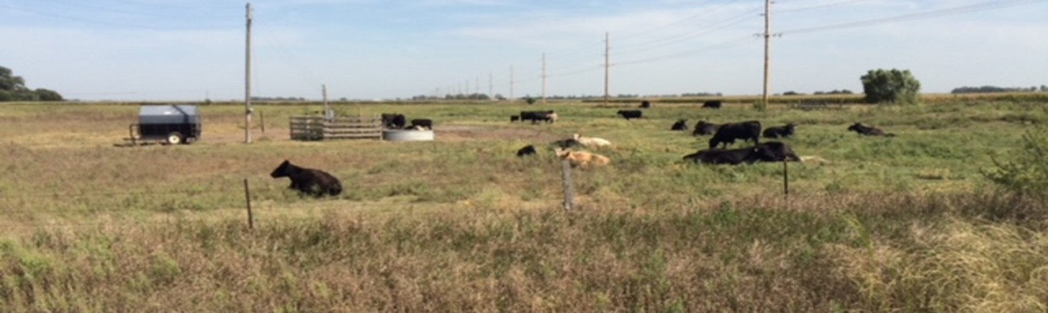 2020 Veemer® 604N for sale in Wertzberger Ranch Equipment LLC, Alma, Kansas